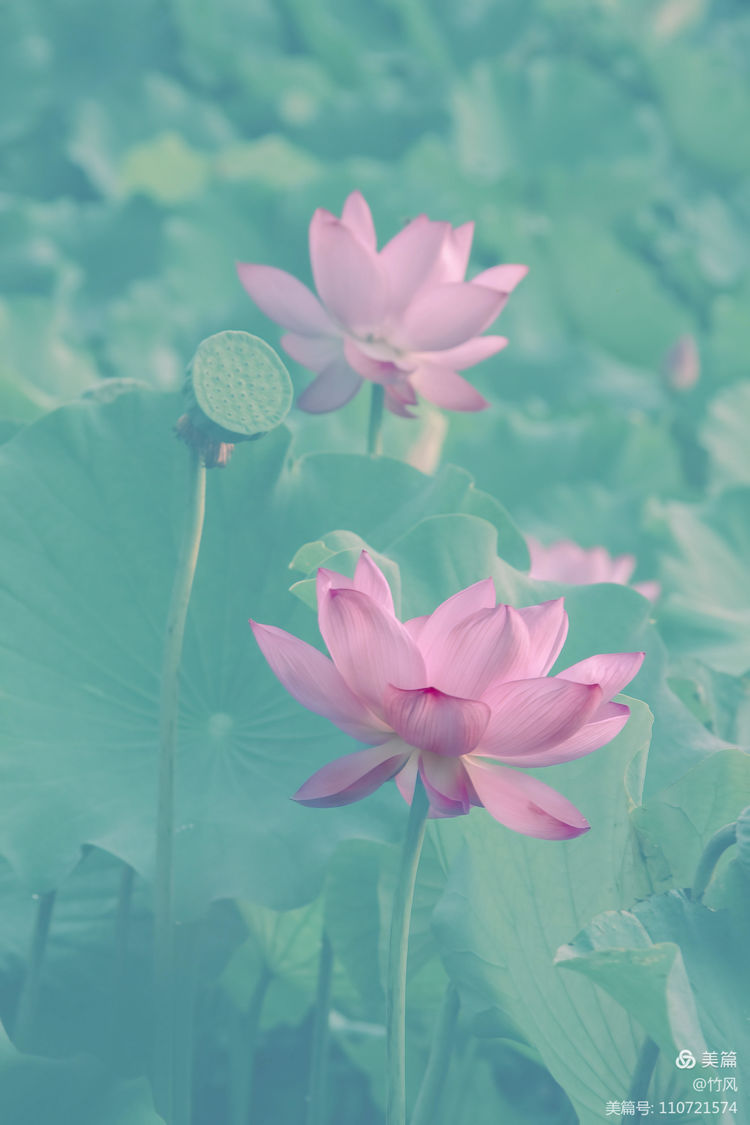 夏日荷花