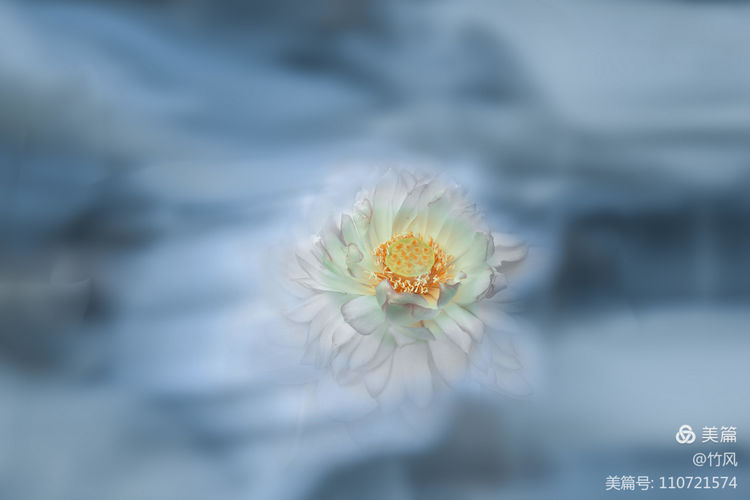 夏日荷花