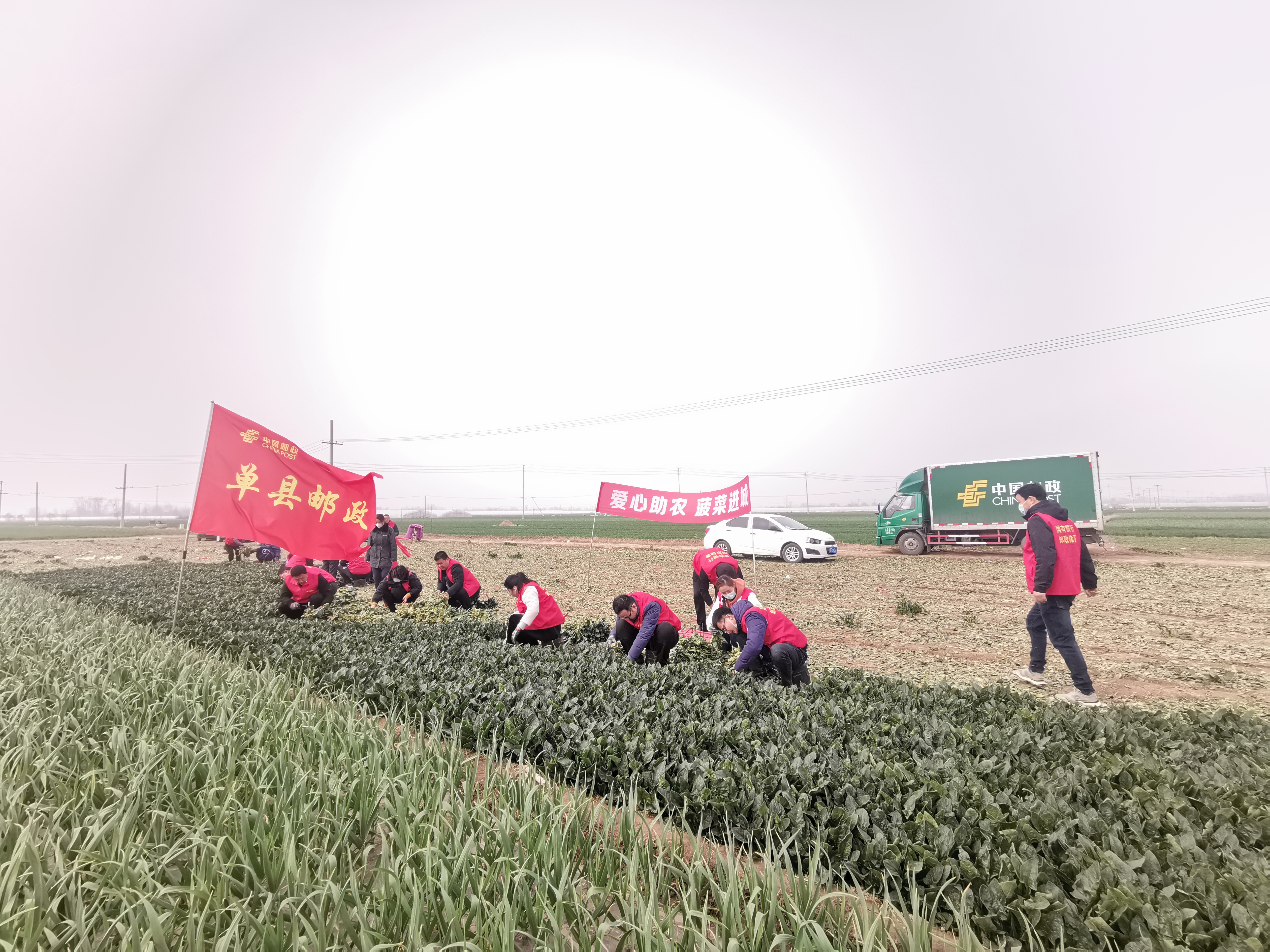 爱心助农 菠菜进城